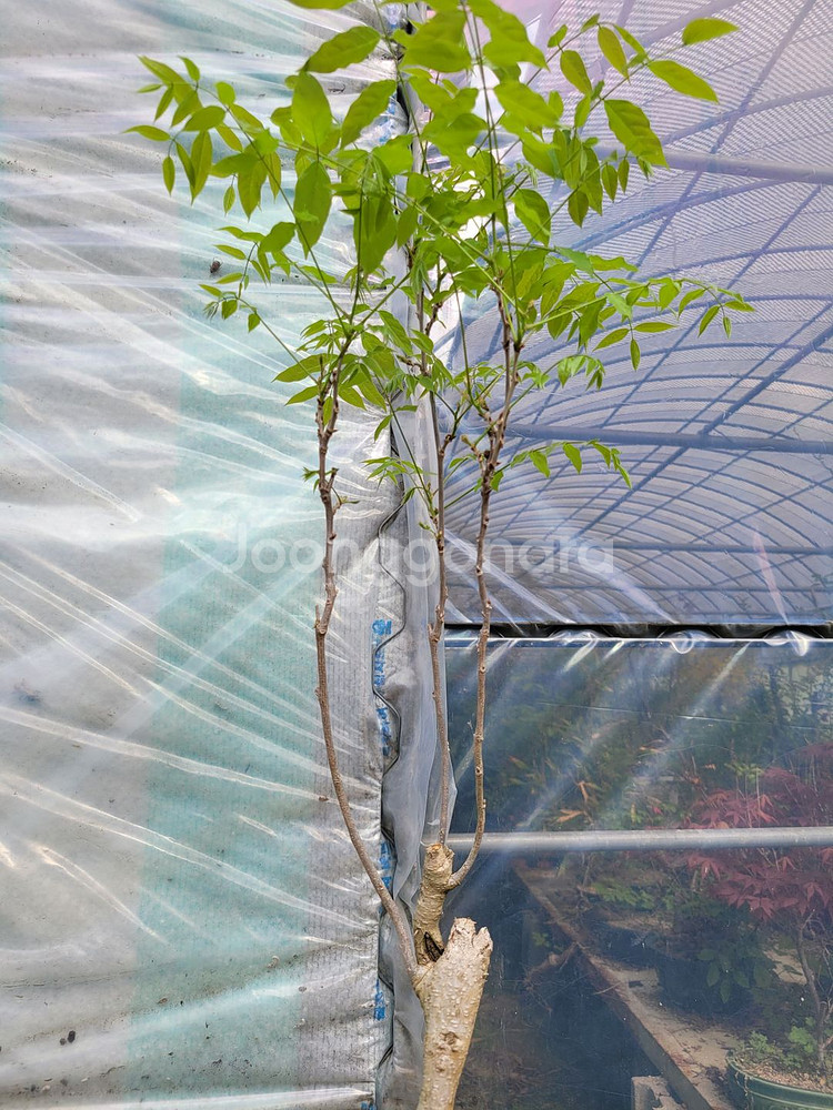 등나무 화분 정원수 카페화분 인테리어식물 분재--1