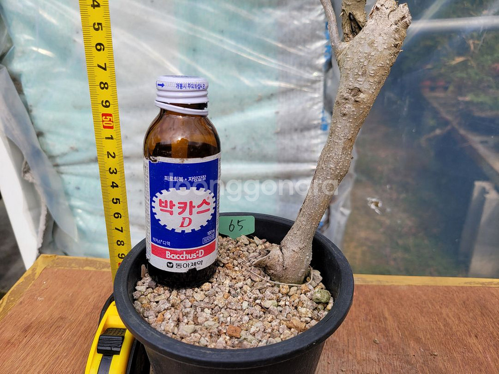 등나무 화분 정원수 카페화분 인테리어식물 분재--4