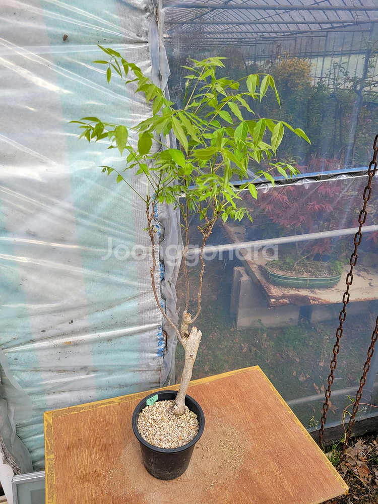 등나무 화분 정원수 카페화분 인테리어식물 분재--0