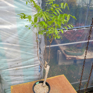 등나무 화분 정원수 카페화분 인테리어식물 분재