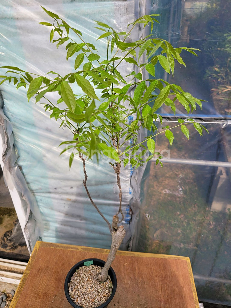 등나무 화분 정원수 카페화분 인테리어식물 분재--2