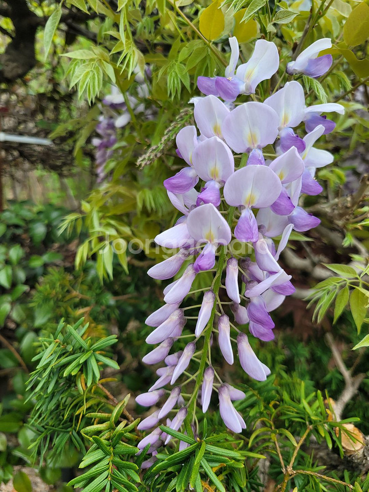 대형화분 등나무 카페화분 정원수 인테리어식물 대형식물--0