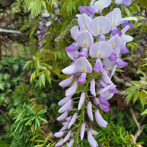 대형화분 등나무 카페화분 정원수 인테리어식물 대형식물