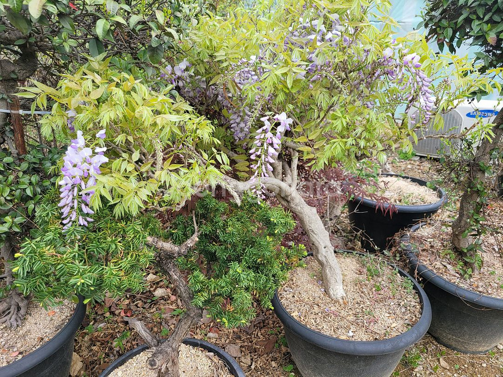 대형화분 등나무 카페화분 정원수 인테리어식물 대형식물--3