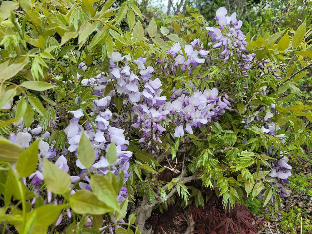 대형화분 등나무 카페화분 정원수 인테리어식물 대형식물--2