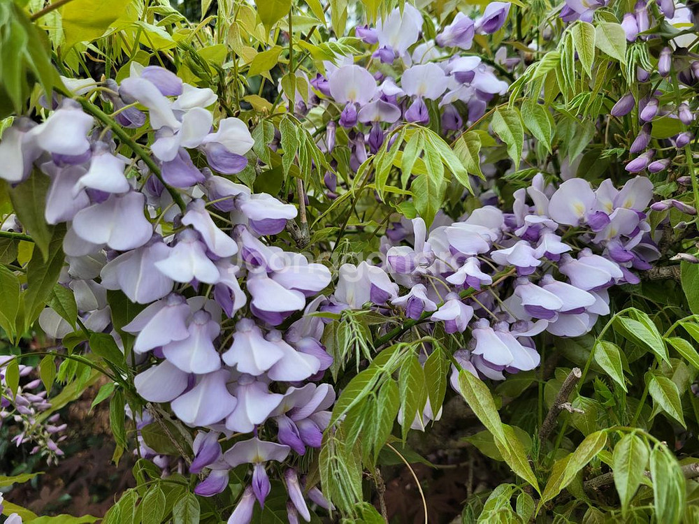 대형화분 등나무 카페화분 정원수 인테리어식물 대형식물--4