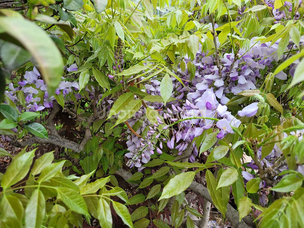 대형화분 등나무 카페화분 정원수 인테리어식물 대형식물--6