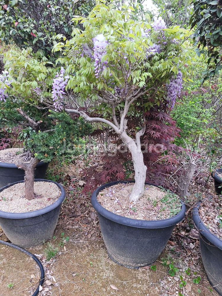 대형화분 등나무 카페화분 정원수 인테리어식물 대형식물--7