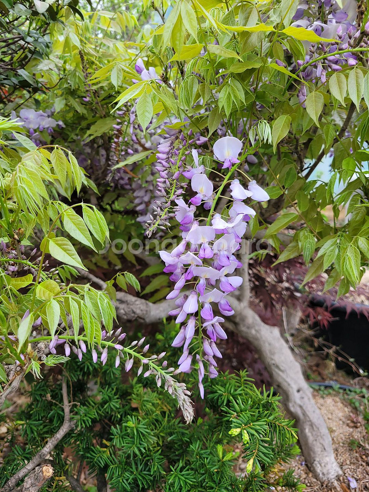 대형화분 등나무 카페화분 정원수 인테리어식물 대형식물--5