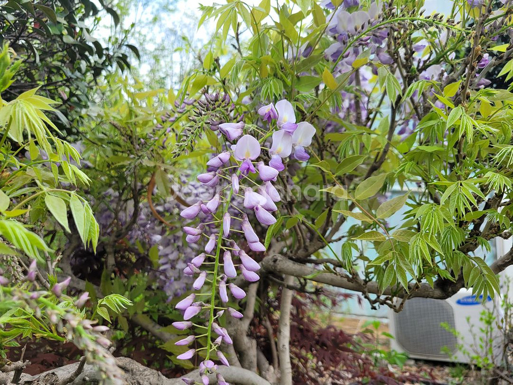 대형화분 등나무 카페화분 정원수 인테리어식물 대형식물--1