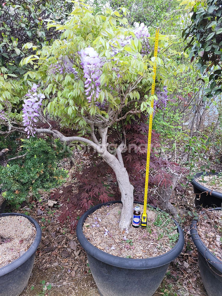 대형화분 등나무 카페화분 정원수 인테리어식물 대형식물--9