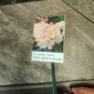 골는토치 만병초