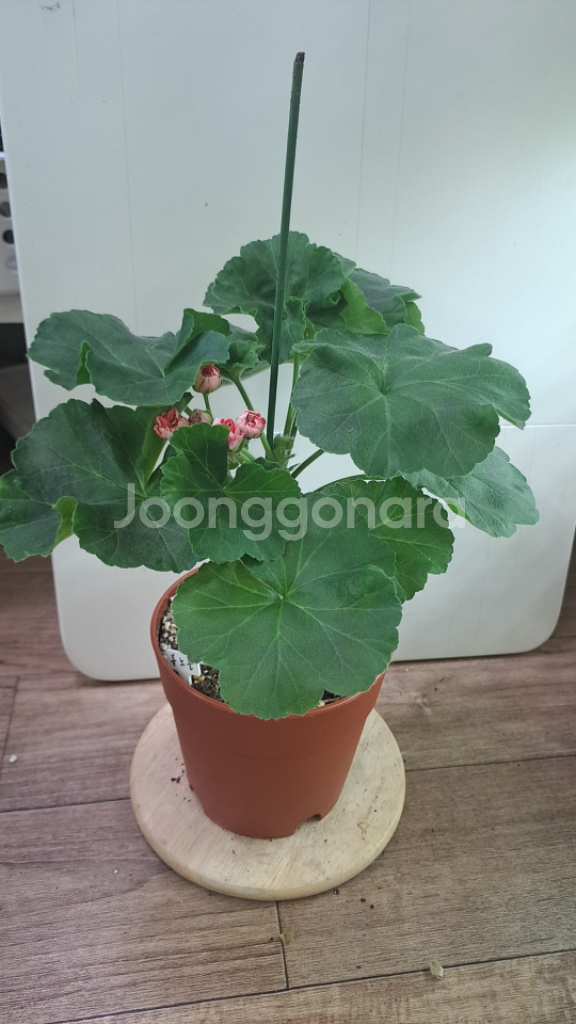 봄노을 한국 제라늄 중품 분양 합니다--0