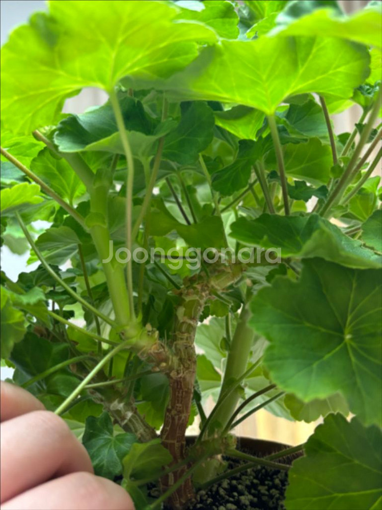 물병자리별 러시아 제라늄 왕대품--1