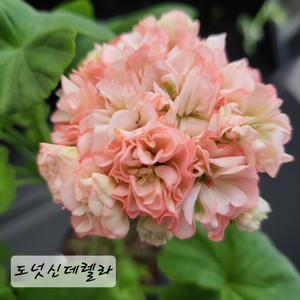 도넛신데렐라 제라늄