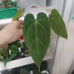 안스리움 벨벳마스크 무데아넘