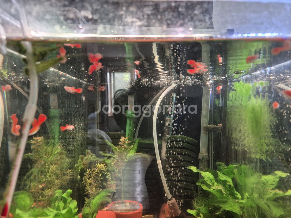 (서산 태안) 알비노풀레드빅도살(알풀)분양합니다--7