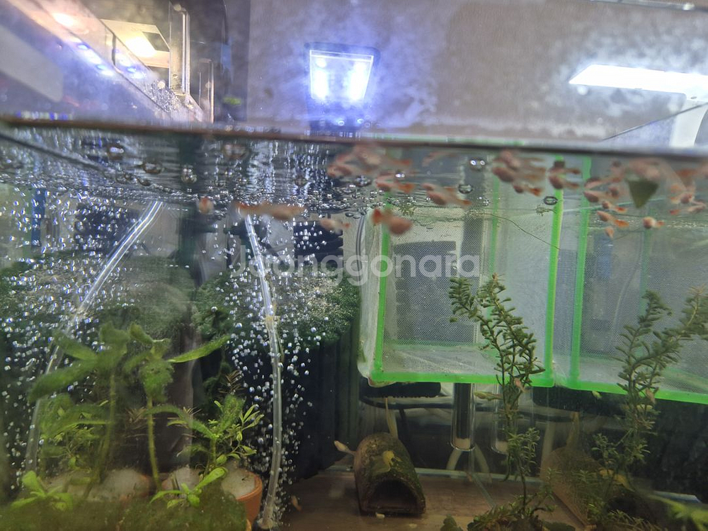 (서산 태안) 알비노풀레드빅도살(알풀)분양합니다--9