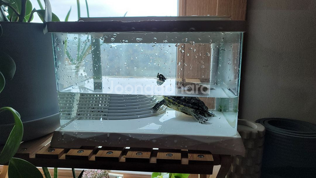 (경남 진주)거북이 무료 분양합니다--1