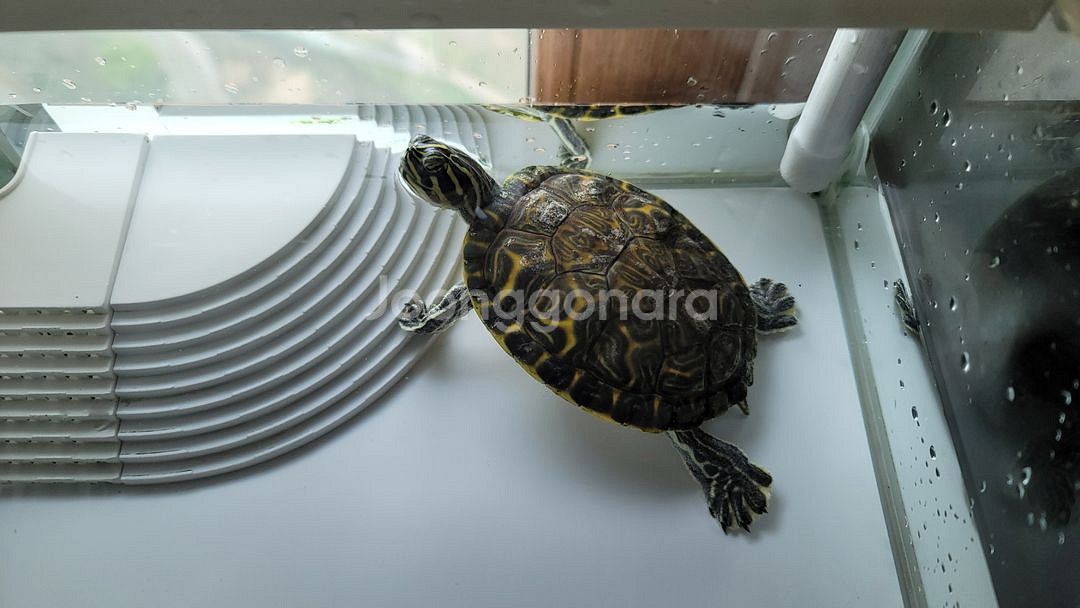 (경남 진주)거북이 무료 분양합니다--0