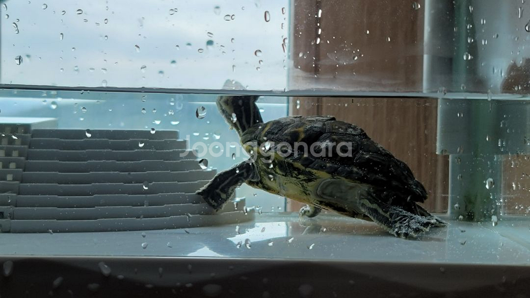 (경남 진주)거북이 무료 분양합니다--2