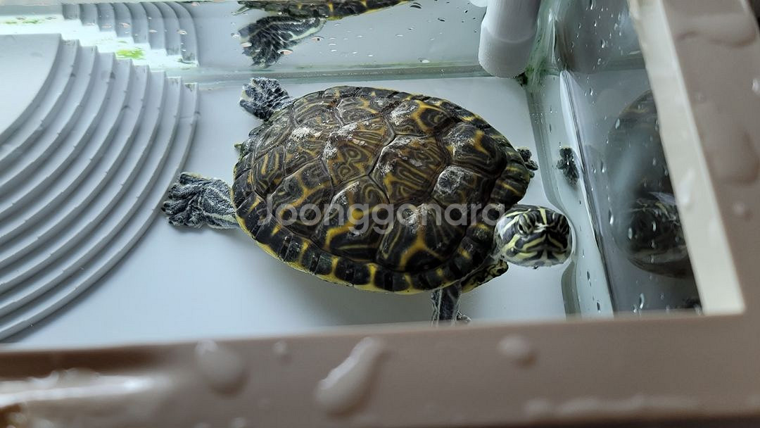 (경남 진주)거북이 무료 분양합니다--3