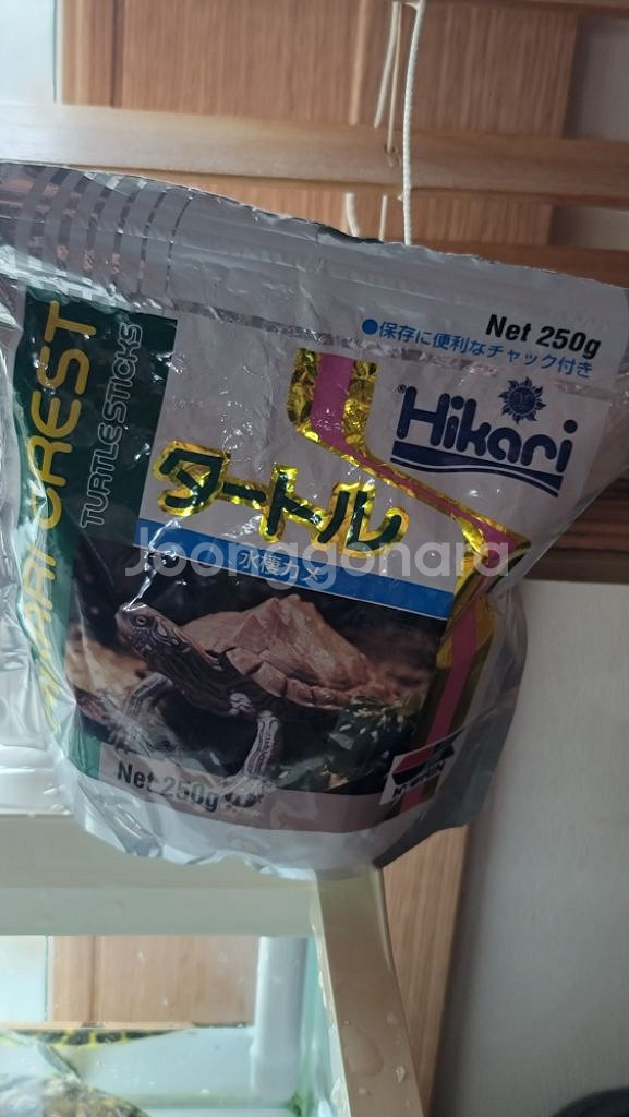 (경남 진주)거북이 무료 분양합니다--4