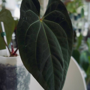 안스리움 칼라블랙키 하이브리드 greenhues개체