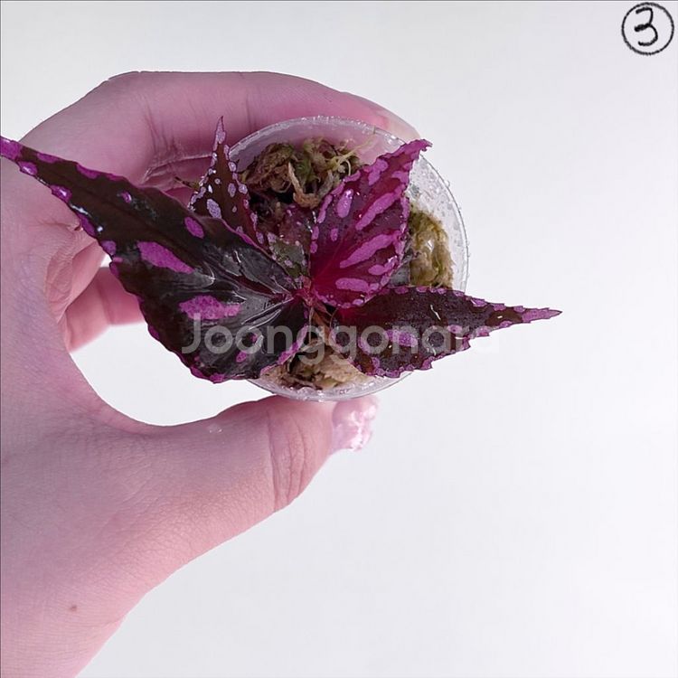 베고니아 줄라우보찌--0