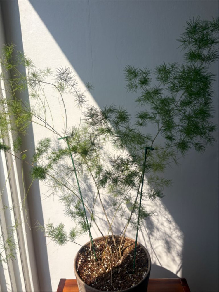 아스파라거스 미리오클라두스 특대 이미지