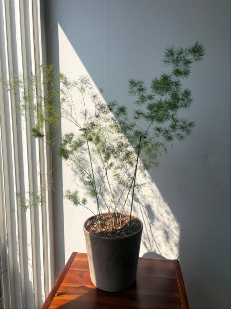 아스파라거스 미리오클라두스 특대 이미지