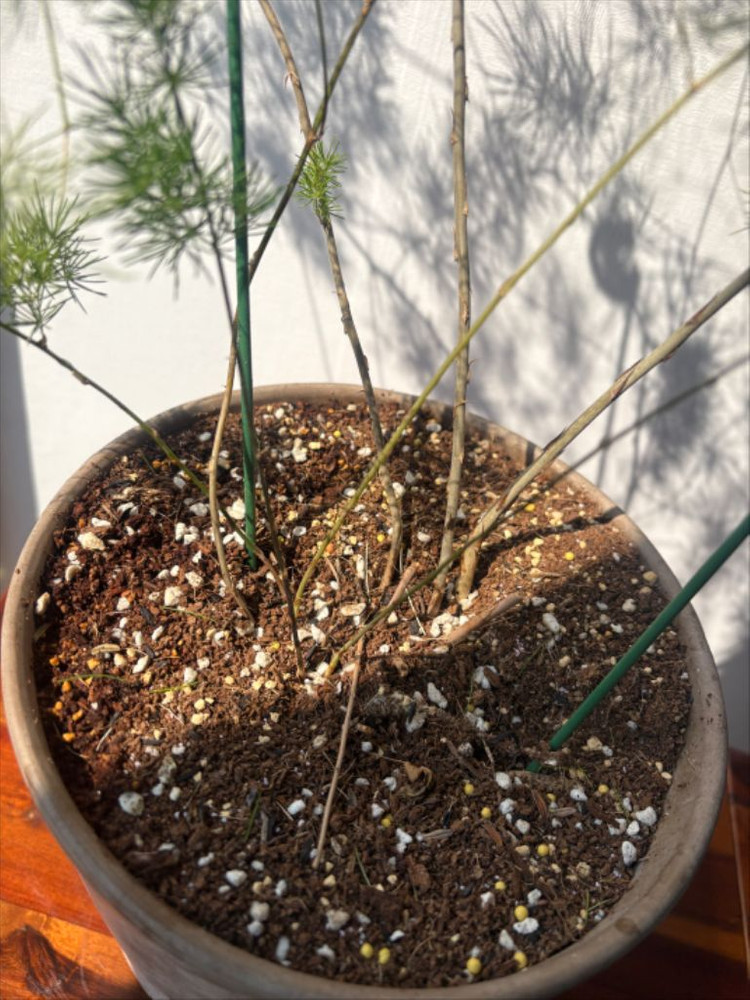 아스파라거스 미리오클라두스 특대 이미지