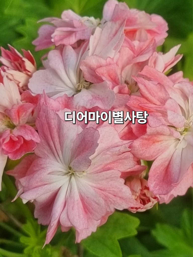 디어마이별사탕 제라늄