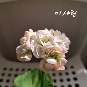 이샤린 제라늄