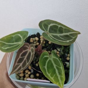 킹레크