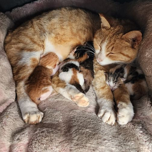 5080 5070ti 4080super 중 구입합니다