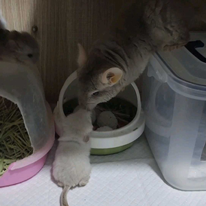 친칠라 분양