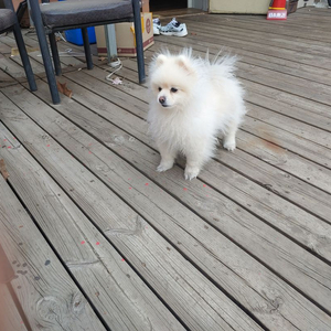 베오플레이S3삽니다
