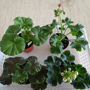 다나에와 제라늄3종