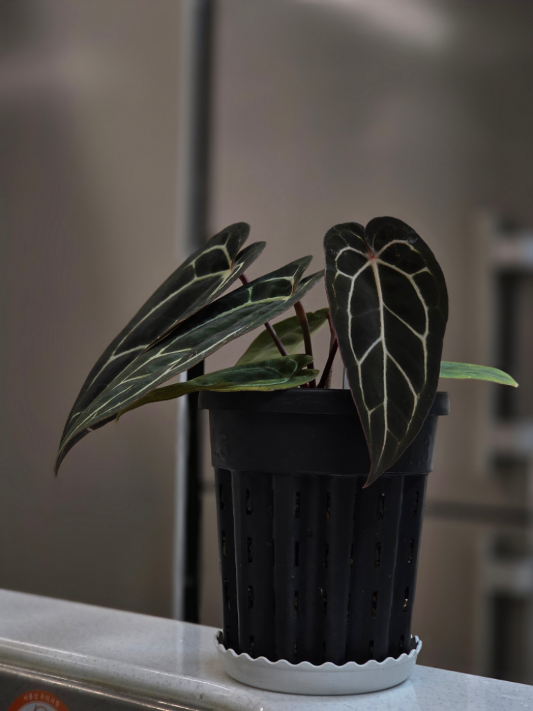 프로파일