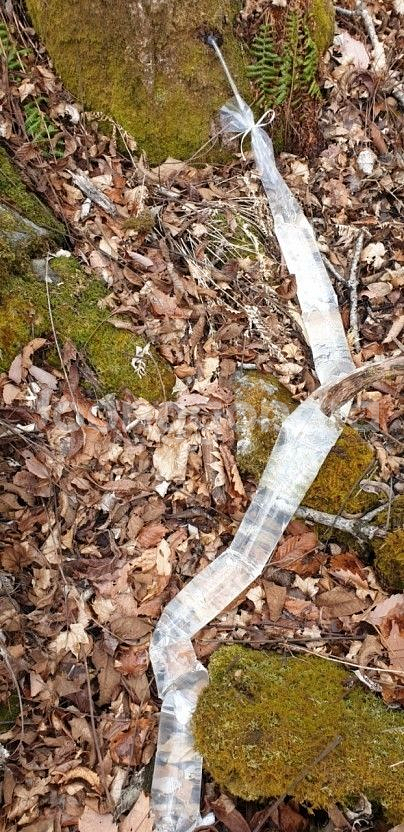지리산 노각나무수액 다래나무수액 고로수액 채취판매!--8