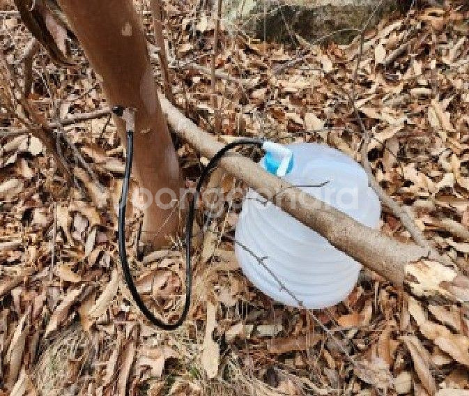 지리산 노각나무수액 다래나무수액 고로수액 채취판매!--7