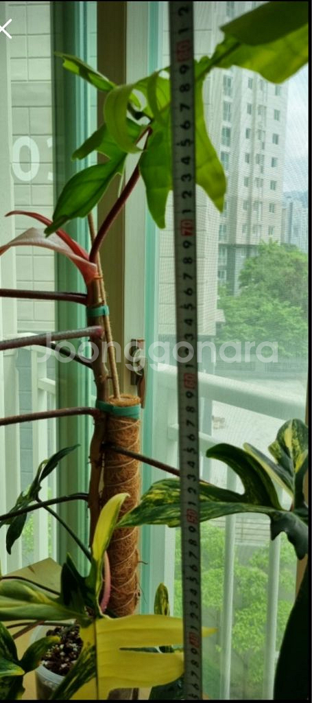 필로덴드론 플로리다뷰티 바리에가타--3