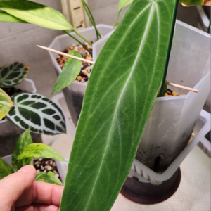 안스리움 와로퀘아넘 에스메랄다(30cm)