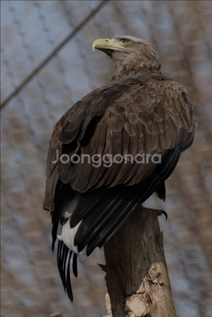 시그마 150-600 F5-6.3 C 캐논 마운트--6