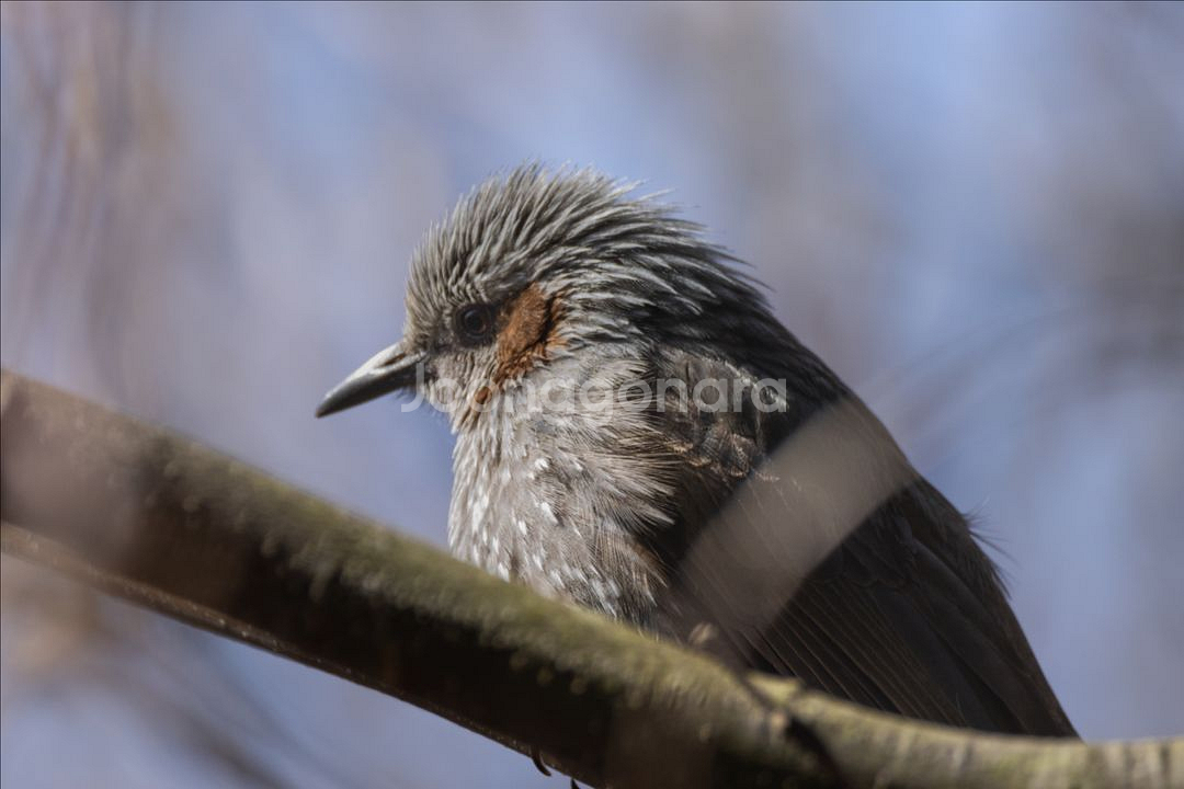 시그마 150-600 F5-6.3 C 캐논 마운트--7