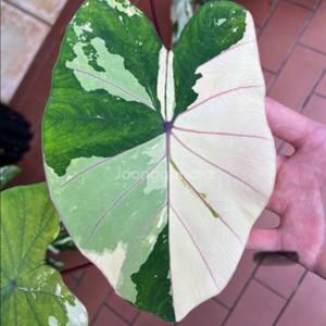 콜로카시아 핑크사파이어 (알로카시아x)