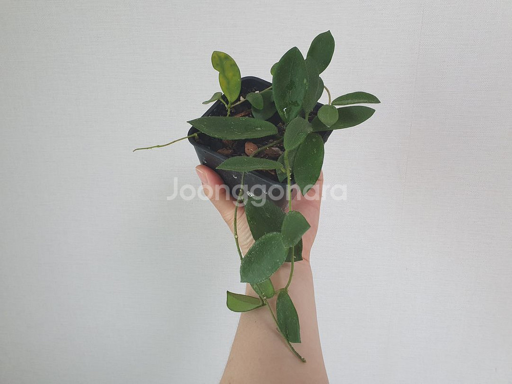 호야 털쟁이 톰소니 스플--0