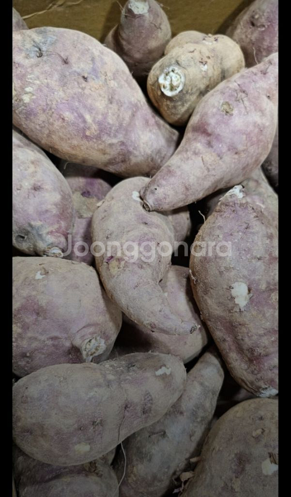 못난이 고구마10kg--0