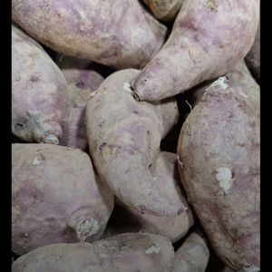 못난이 고구마10kg